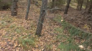 С МИШАНЕЙ В ЛЕСУ ПО ГРИБЫ! Белые элитные грибы! forest and mushrooms.