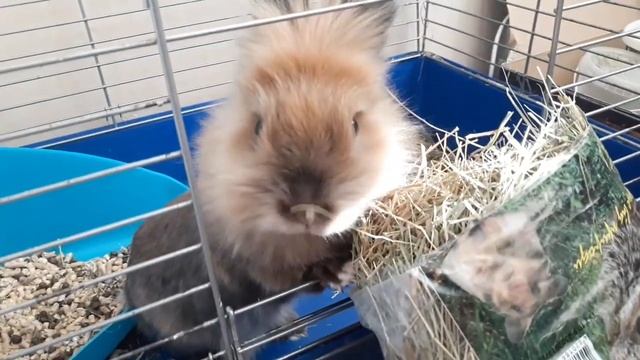 Развивающие видео. Декоративные кролики. Питание. смотреть онлайн