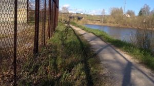 Простой способ пересадки саженцев сосны.