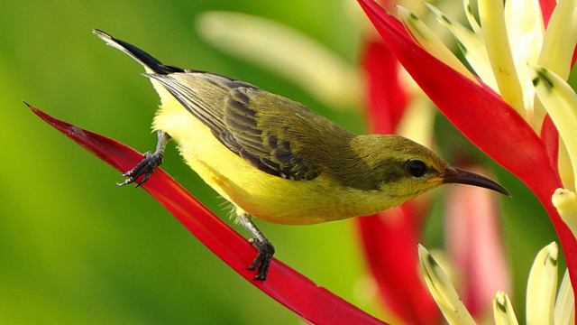 Пение Птиц 🐦Звуки Природы для Сна