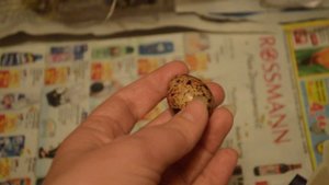 Кровь на скорлупе яйца перепёлки -- в чём причина? Видео-вопрос