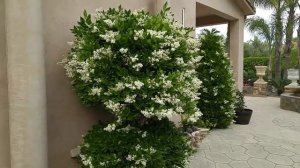 Ligustrum Blooming