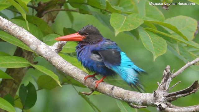 Самая красивая мелодия в мире! Эту музыку можно слушать вечно! Музыка для души от Сергея Чекалина # смотреть онлайн
