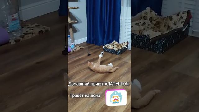 Привет из дома. Жерар несколько дней назад уехал в дружную семью Юлии 🥰