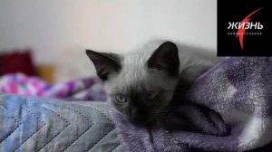 Как назвать кошку и нужно ли вообще кошке имя
