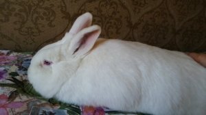 Новые племенные кролики НЗБ и БСС