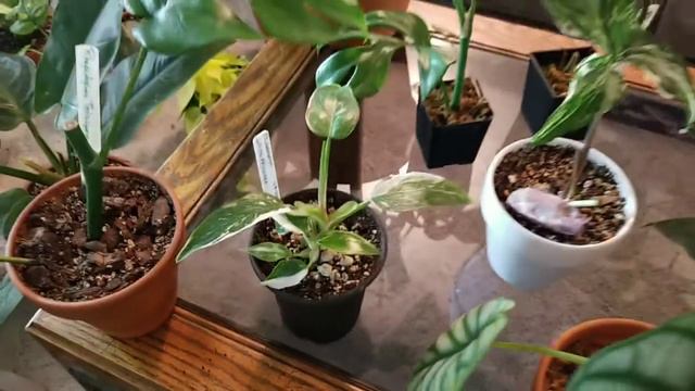 ALL OF MY AROIDS (Growing) смотреть онлайн