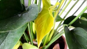 Листья антуриума. О чем могут сказать листья антуриума