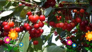 Вишня Ассоль. Краткий обзор, описание характеристик, где купить саженцы prunus cerasus Assol'