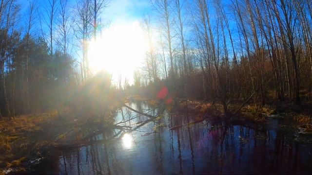 Прогулка на болоте в черте города...болото или лес?? смотреть онлайн