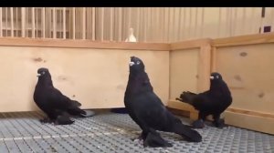 голуби - Николаевские Голуби, Крым