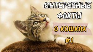 Коты. Интересные факты. Замкнутые пространства