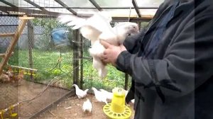 Крюк для ловли куриц