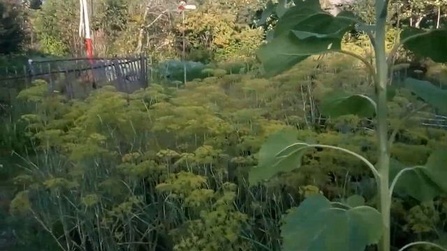 На даче у дяди с тётей. смотреть онлайн