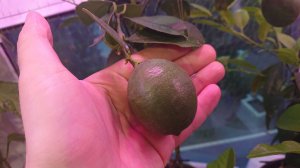 Выращивание экзотических растений в горшках с системой автополива