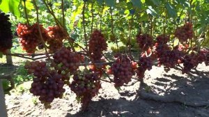 к ш Джой сидлисс,Эверест,Кисти Пикасо 15 08 2019г.Виноградник Король В.Н.