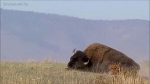 Животное бизон – американский родственник зубров