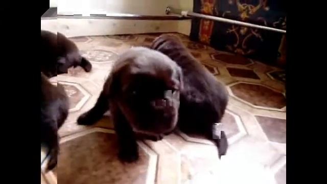 Высокопородные Щенки лабрадора (шоколадные малыши) смотреть онлайн