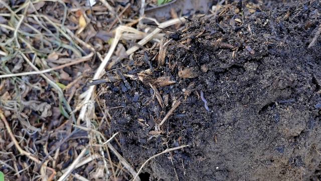 When and why you need to plant green manure cover crops