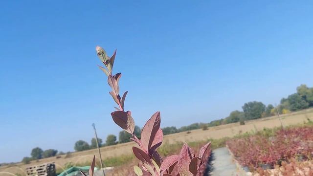 1-летние саженцы голубики.  Как выбирать?