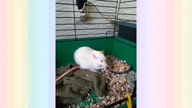 °Декоративные крысы:Уход и содержание°