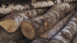 Бензопилы Efco серия MT (объём двигателя более 50 см³) – обзор, характеристики, применение