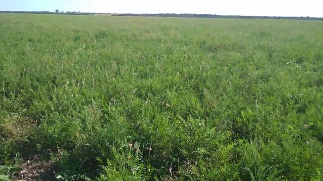 Повторное цветение эспарцета. смотреть онлайн