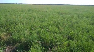 Повторное цветение эспарцета.