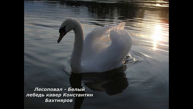 Лесоповал - Белый лебедь кавер Константин Бахтияров