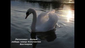 Лесоповал - Белый лебедь кавер Константин Бахтияров