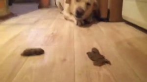 ЧАРЛИ СТЫДНО.  собаки такие собаки!! все в какашках!