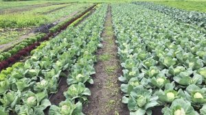 Фиолетовые листья у капусты и томатов . Почему и как исправить ?