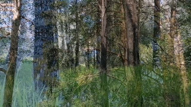 Пение птиц. Звуки природы. Для сна. Релаксация. Релакс. Успокаивающие звуки природы. смотреть онлайн