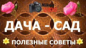 ЛУЧШИЕ СОРТА ВИШНИ