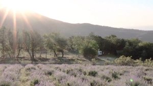 Лавандовые поля в Алуште. Фотосессия в Лаванде. Крымский Прованс.