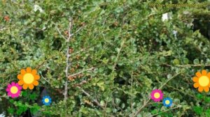 Кизильник горизонтальный Тангестедт. Краткий обзор cotoneaster horizontalis tangstedt Tangstedt