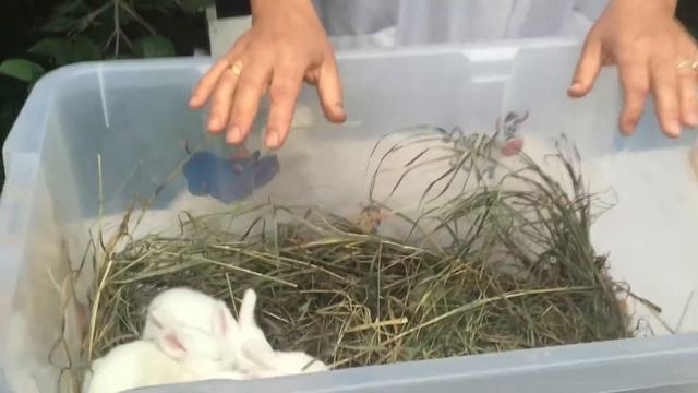 Искусственное кормление пуховых крольчат. Практикум.