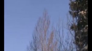 Ловля клестов.