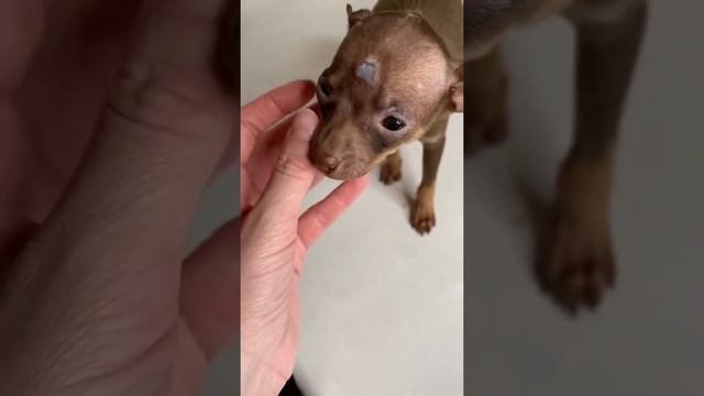 Той терьер шоколадная мини девочка смотреть онлайн