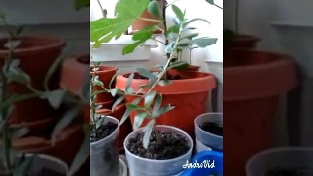 Олива в домашних условиях смотреть онлайн