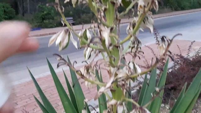 YUKA ÇİÇEĞİ NASIL AÇAR.AVİZE ÇİÇEĞİ,BİG ,YUCCA,FLOWERS. смотреть онлайн