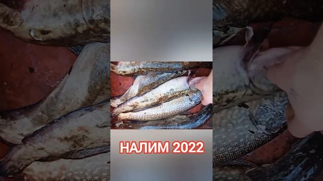 НАЛИМ УЛОВ 2022 ОСЕНЬ рыбалка ловля налима на реке Обь