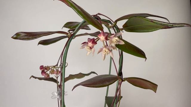 A Visit with Hoya sp.  Kalimantan SLM 01