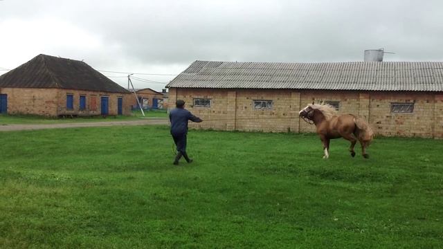 Бумер (Магнит - Березка) белорусская упряжная смотреть онлайн