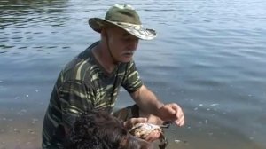 Охотничьи собаки ч.2