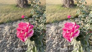 Canon Eos R8 VS Canon Eos 90D Camera Test