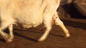 Сено в рулонах для  голодных дойных коз в деревне