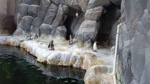Пингвины купаются. Московский зоопарк.