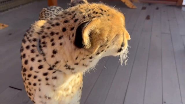 Настройтесь на правильную волну под мурчание гепарда Герды смотреть онлайн