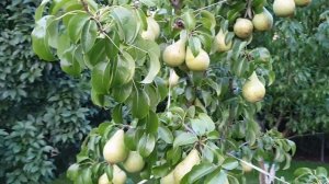 Наш сад и огород в Германии на конец августа